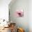 Poppy Pink-Albert Koetsier-Mounted Art Print displayed on a wall