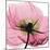 Poppy Pink-Albert Koetsier-Mounted Art Print