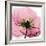 Poppy Pink-Albert Koetsier-Framed Art Print