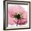 Poppy Pink-Albert Koetsier-Framed Art Print