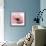 Poppy Pink-Albert Koetsier-Framed Premium Giclee Print displayed on a wall