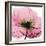 Poppy Pink-Albert Koetsier-Framed Premium Giclee Print