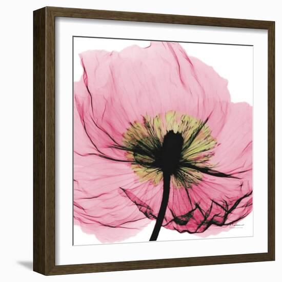 Poppy Pink-Albert Koetsier-Framed Premium Giclee Print