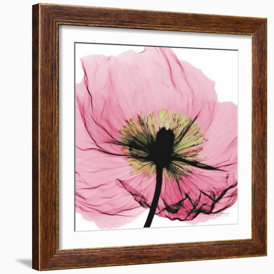 Poppy Pink-Albert Koetsier-Framed Premium Giclee Print