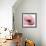 Poppy Pink-Albert Koetsier-Framed Premium Giclee Print displayed on a wall