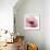 Poppy Pink-Albert Koetsier-Framed Premium Giclee Print displayed on a wall