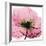 Poppy Pink-Albert Koetsier-Framed Premium Giclee Print