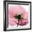 Poppy Pink-Albert Koetsier-Framed Premium Giclee Print