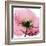 Poppy Pink-Albert Koetsier-Framed Art Print