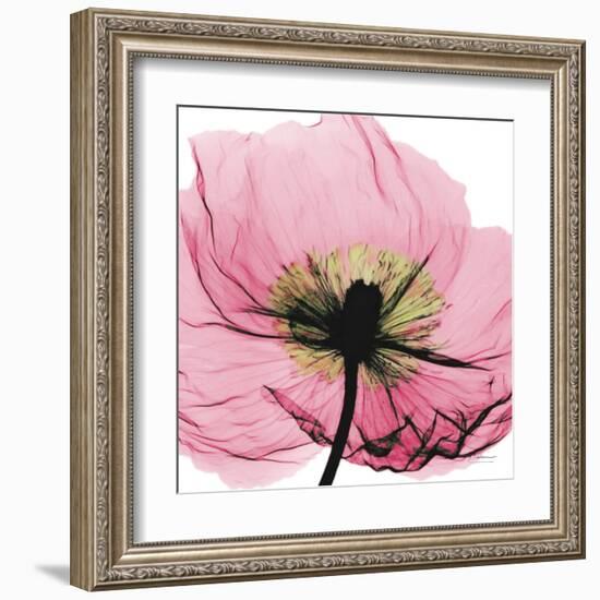 Poppy Pink-Albert Koetsier-Framed Art Print