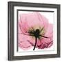 Poppy Pink-Albert Koetsier-Framed Art Print