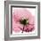 Poppy Pink-Albert Koetsier-Framed Art Print