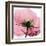 Poppy Pink-Albert Koetsier-Framed Art Print