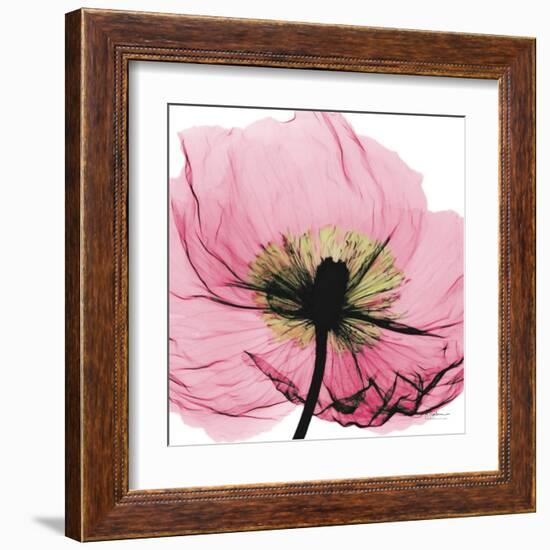 Poppy Pink-Albert Koetsier-Framed Art Print