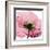 Poppy Pink-Albert Koetsier-Framed Art Print