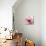 Poppy Pink-Albert Koetsier-Mounted Art Print displayed on a wall