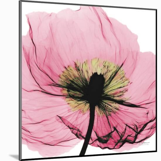 Poppy Pink-Albert Koetsier-Mounted Art Print