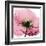 Poppy Pink-Albert Koetsier-Framed Art Print