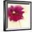 Poppy Power II-Marilyn Robertson-Framed Art Print