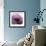 Poppy Purple-Albert Koetsier-Framed Art Print displayed on a wall