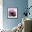 Poppy Purple-Albert Koetsier-Framed Art Print displayed on a wall