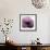 Poppy Purple-Albert Koetsier-Framed Art Print displayed on a wall