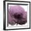 Poppy Purple-Albert Koetsier-Framed Art Print