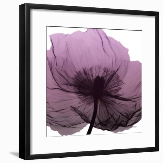 Poppy Purple-Albert Koetsier-Framed Art Print