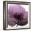 Poppy Purple-Albert Koetsier-Framed Art Print