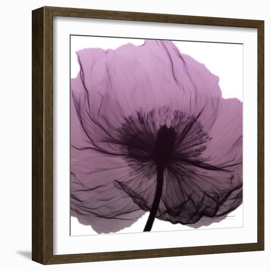 Poppy Purple-Albert Koetsier-Framed Art Print