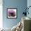 Poppy Purple-Albert Koetsier-Framed Art Print displayed on a wall