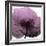 Poppy Purple-Albert Koetsier-Framed Art Print