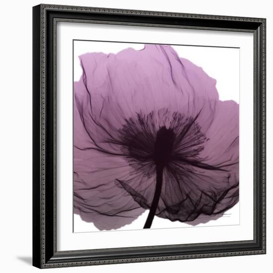 Poppy Purple-Albert Koetsier-Framed Art Print