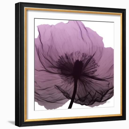 Poppy Purple-Albert Koetsier-Framed Art Print