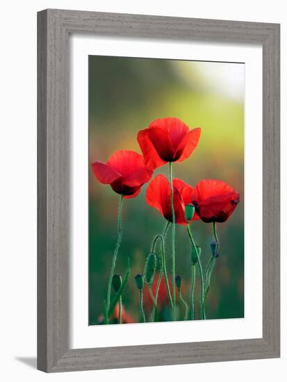 Poppy's Field in Bloom at Summer Morning-Taras Lesiv-Framed Photographic Print