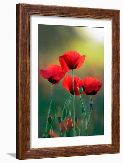 Poppy's Field in Bloom at Summer Morning-Taras Lesiv-Framed Photographic Print