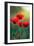 Poppy's Field in Bloom at Summer Morning-Taras Lesiv-Framed Photographic Print