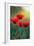 Poppy's Field in Bloom at Summer Morning-Taras Lesiv-Framed Photographic Print