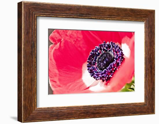 Poppy Seed, Corn Poppy, Blossom, Radiant-Nikky Maier-Framed Photographic Print