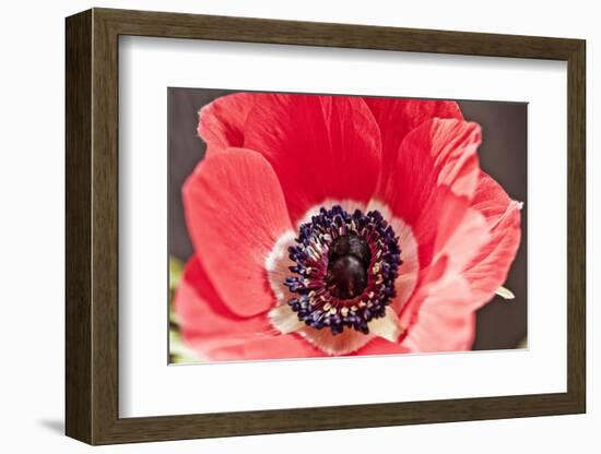 Poppy Seed, Corn Poppy, Blossom, Radiant-Nikky Maier-Framed Photographic Print