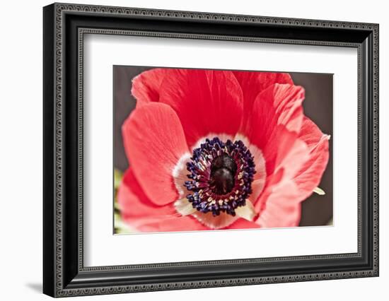 Poppy Seed, Corn Poppy, Blossom, Radiant-Nikky Maier-Framed Photographic Print