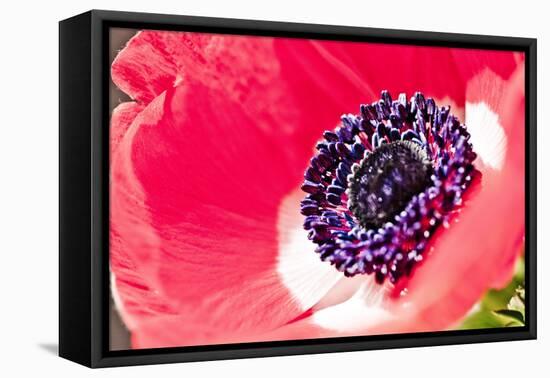 Poppy Seed, Corn Poppy, Blossom, Radiant-Nikky Maier-Framed Premier Image Canvas