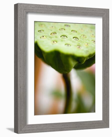 Poppy Seed Head-null-Framed Photographic Print