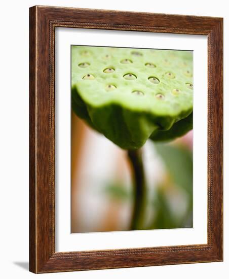 Poppy Seed Head-null-Framed Photographic Print