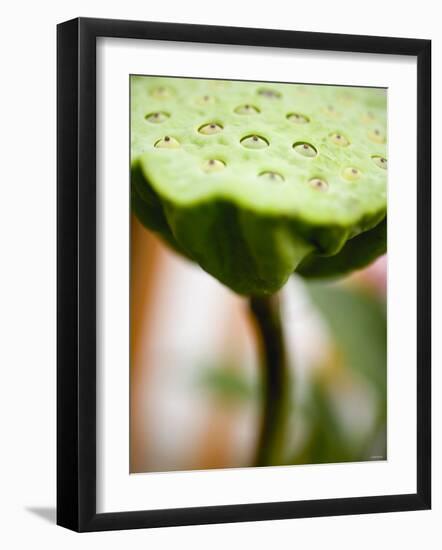 Poppy Seed Head-null-Framed Photographic Print