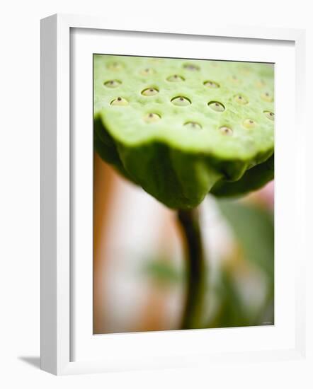 Poppy Seed Head-null-Framed Photographic Print