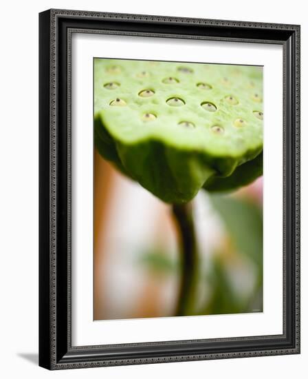 Poppy Seed Head-null-Framed Photographic Print