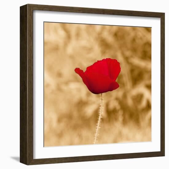 Poppy Solo-Joseph Eta-Framed Giclee Print