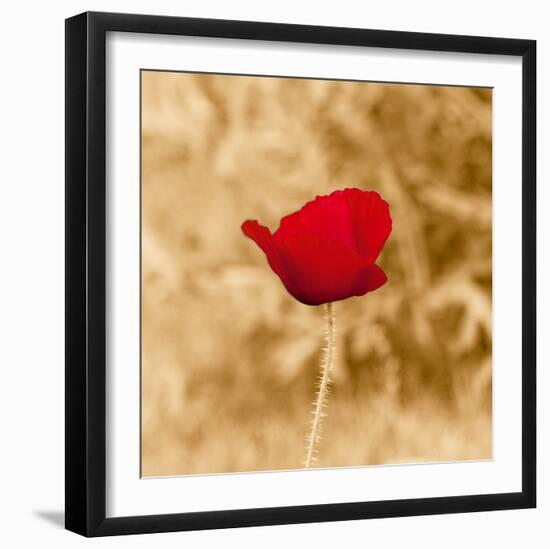 Poppy Solo-Joseph Eta-Framed Giclee Print