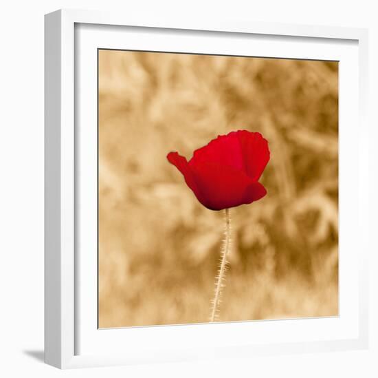 Poppy Solo-Joseph Eta-Framed Giclee Print